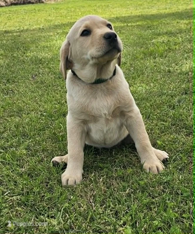 Green collar – Labrador Retriever puppy for sale in Lincoln, CA