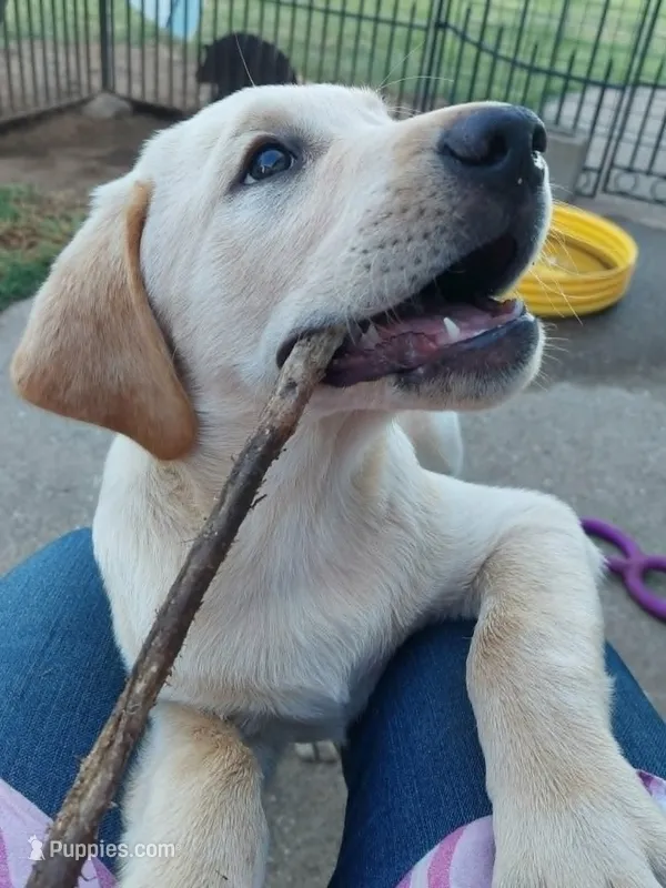 Red Collar – Labrador Retriever puppy for sale in Lincoln, CA