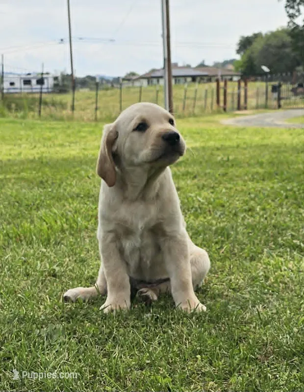 Red Collar – Labrador Retriever puppy for sale in Lincoln, CA