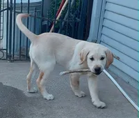 Biscuit, a male Labrador Retriever for sale in Lincoln, CA – 2 of 3