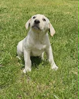 PeeWee, a male Labrador Retriever for sale in Lincoln, CA – 1 of 1