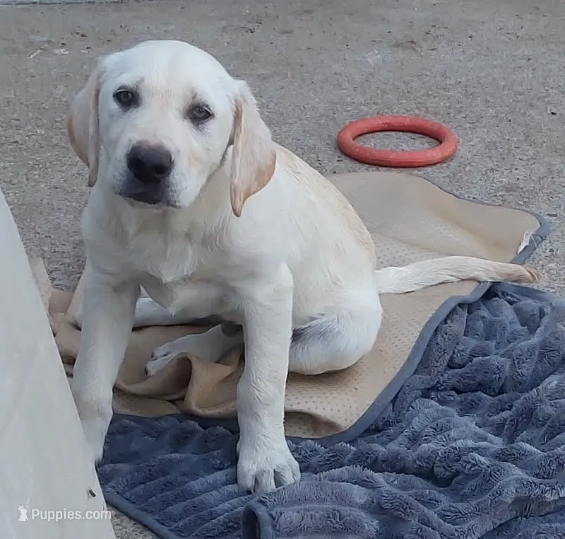 PeeWee – Labrador Retriever puppy on hold in Lincoln, CA