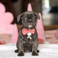 Jenna, a female French Bulldog for sale in Sugarcreek, OH – Photo 3 of 5