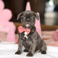 Jenna, a female French Bulldog for sale in Sugarcreek, OH – Photo 1 of 5