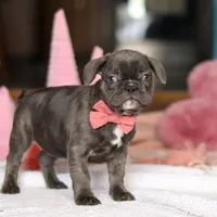 Jenna, a female French Bulldog for sale in Sugarcreek, OH – Photo 5 of 5