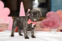 Jenna, a female French Bulldog for sale in Sugarcreek, OH – Photo 5 of 5