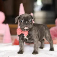 Jenna, a female French Bulldog for sale in Sugarcreek, OH – Photo 4 of 5