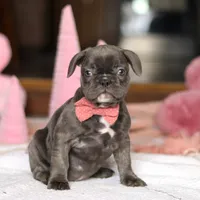 Jenna, a female French Bulldog for sale in Sugarcreek, OH – Photo 2 of 5