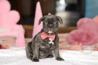 Jenna, a female French Bulldog for sale in Sugarcreek, OH – Photo 2 of 5