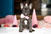 Jade, a female French Bulldog for sale in Sugarcreek, OH – Photo 1 of 5