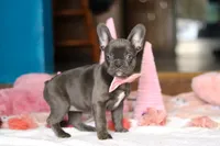 Jade, a female French Bulldog for sale in Sugarcreek, OH – Photo 2 of 5