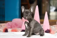Jade, a female French Bulldog for sale in Sugarcreek, OH – Photo 3 of 5