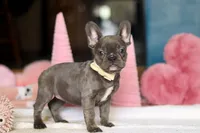 Jennifer, a female French Bulldog for sale in Sugarcreek, OH – Photo 3 of 4