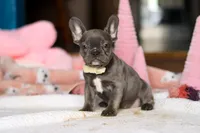 Jennifer, a female French Bulldog for sale in Sugarcreek, OH – Photo 1 of 4