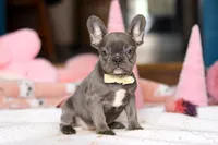 Jennifer, a female French Bulldog for sale in Sugarcreek, OH – Photo 2 of 4