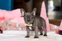 Jennifer, a female French Bulldog for sale in Sugarcreek, OH – Photo 4 of 4