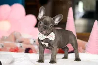 Jasmine, a female French Bulldog for sale in Sugarcreek, OH – Photo 2 of 4