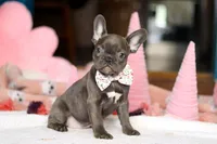Jasmine, a female French Bulldog for sale in Sugarcreek, OH – Photo 1 of 4