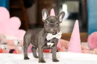 Jasmine, a female French Bulldog for sale in Sugarcreek, OH – Photo 4 of 4