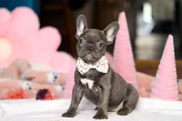 Jasmine, a female French Bulldog for sale in Sugarcreek, OH – Photo 3 of 4