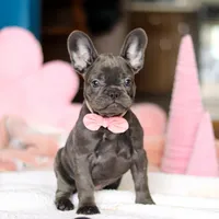 Julie, a female French Bulldog for sale in Sugarcreek, OH – Photo 4 of 4