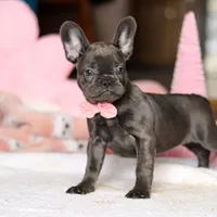 Julie, a female French Bulldog for sale in Sugarcreek, OH – Photo 2 of 4