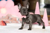 Julie, a female French Bulldog for sale in Sugarcreek, OH – Photo 2 of 4
