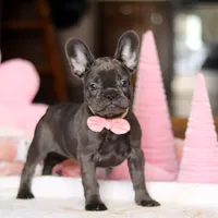 Julie, a female French Bulldog for sale in Sugarcreek, OH – Photo 1 of 4