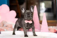 Julie, a female French Bulldog for sale in Sugarcreek, OH – Photo 1 of 4