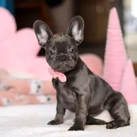 Julie, a female French Bulldog for sale in Sugarcreek, OH – Photo 3 of 4