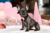 Julie, a female French Bulldog for sale in Sugarcreek, OH – Photo 3 of 4