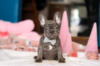 Jackie, a female French Bulldog for sale in Sugarcreek, OH – Photo 2 of 5