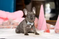 Jackie, a female French Bulldog for sale in Sugarcreek, OH – Photo 3 of 5