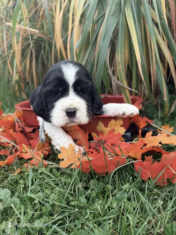 Blk tri gray collar  – English Springer Spaniel puppy for sale in Baldwin, WI