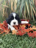Blk tri gray collar , a male English Springer Spaniel for sale in Baldwin, WI – 1 of 2