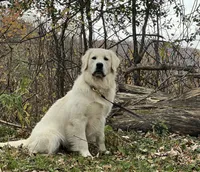 Iggy , a male English Cream Golden Retriever for sale in Baldwin, WI – 3 of 3