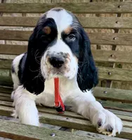 RED COLLAR, a male English Springer Spaniel for sale in Baldwin, WI – 1 of 1