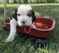 Ready Aug 18 red , a male English Springer Spaniel for sale in Baldwin, WI – 2 of 3