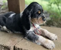 Black tri roan-maroon, a male English Springer Spaniel for sale in Baldwin, WI – 4 of 5