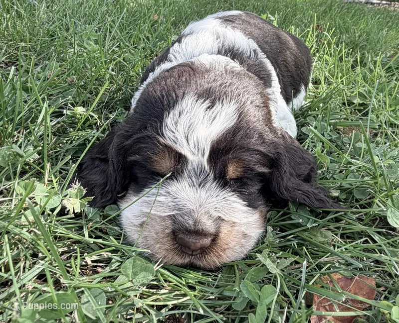 Ready Aug 18 white  – English Springer Spaniel puppy for sale in Baldwin, WI