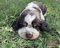 Ready Aug 18 white , a female English Springer Spaniel for sale in Baldwin, WI – 1 of 3