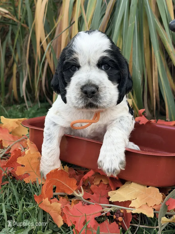 Blk tri roan orange  – English Springer Spaniel puppy for sale in Baldwin, WI