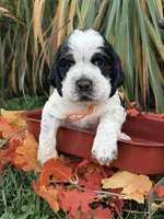 Blk tri roan orange , a male English Springer Spaniel for sale in Baldwin, WI – 1 of 3