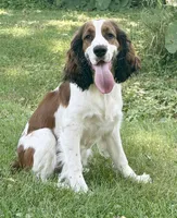 Piper, a female English Springer Spaniel for sale in Baldwin, WI – 2 of 2