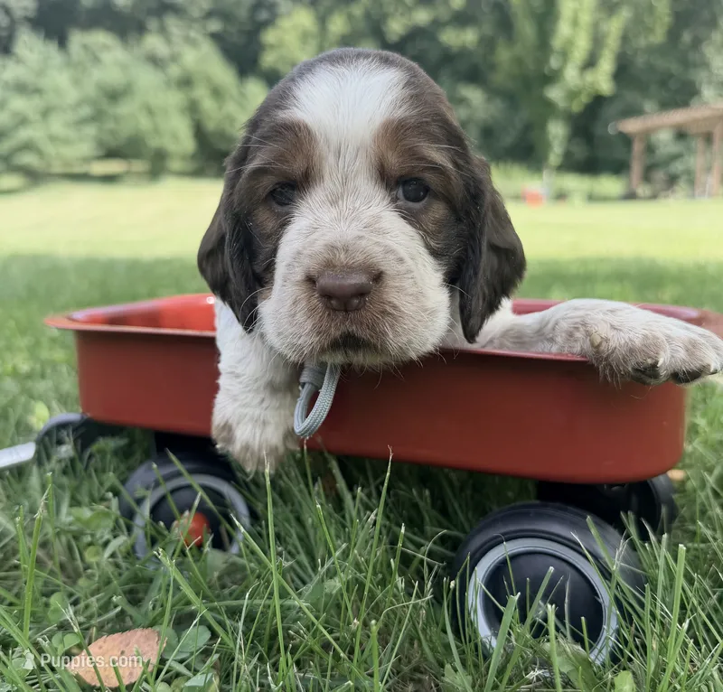 Ready Aug 18 gray  – English Springer Spaniel puppy for sale in Baldwin, WI