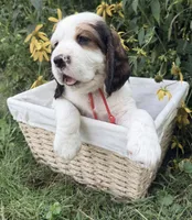 Sable male , a male English Springer Spaniel for sale in Baldwin, WI – 3 of 10