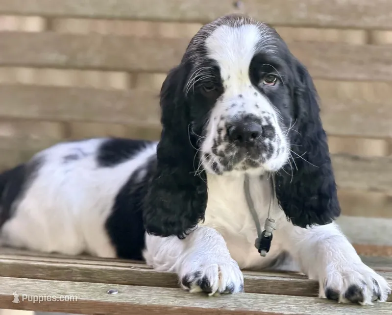 GRAY COLLAR – English Springer Spaniel puppy for sale in Baldwin, WI