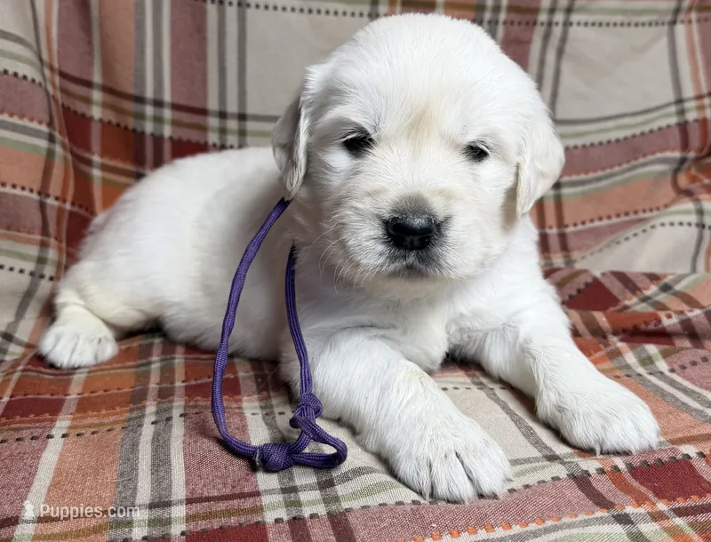 Female cream  – English Cream Golden Retriever puppy for sale in Baldwin, WI