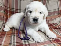 Female cream , a female English Cream Golden Retriever for sale in Baldwin, WI – 1 of 5