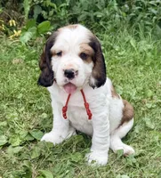 Sable male , a male English Springer Spaniel for sale in Baldwin, WI – 5 of 10